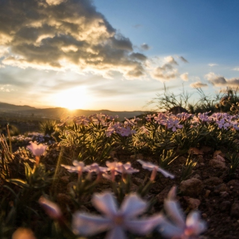 Ηλιοβασίλεμα στο βάθος με ροζ λουλούδια 