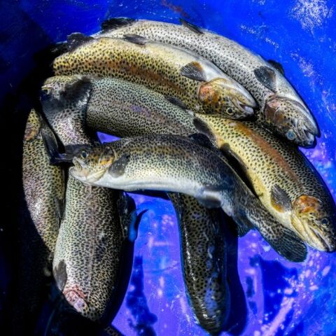 ΕΦΕΤ: Ανακαλείται παρτίδα καπνιστής πέστροφας