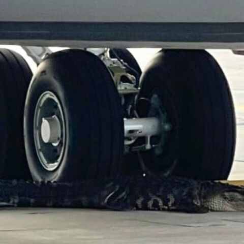 Ο αλιγάτορας την ώρα της σιέστας μπροστά από τις ρόδες ενός αεροσκάφους στη Φλόριντα των ΗΠΑ