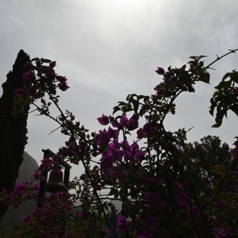 Λουλούδια κόκκινα, κυπαρίσσια, καμπάνα, ουρανός