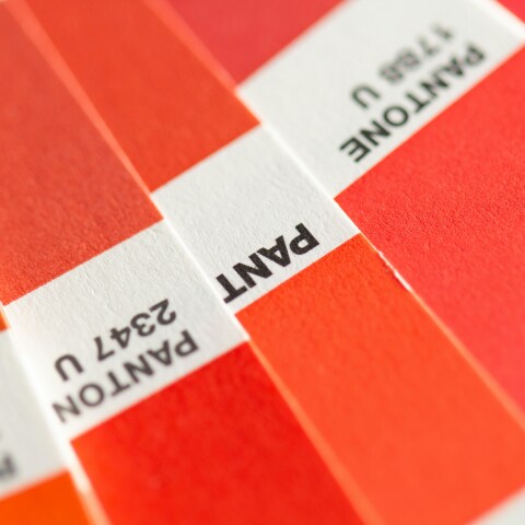 PANTONE 2347-U ©Christina Rumpf unsplash
