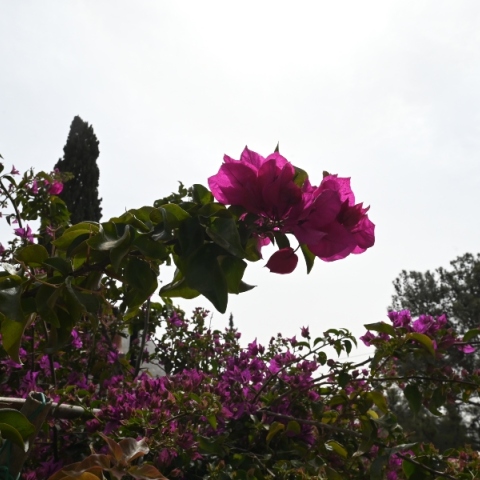 Κόκκινο λουλούδι