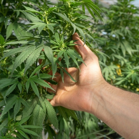 Χέρι ακουμπάει πράσινα φύλλα