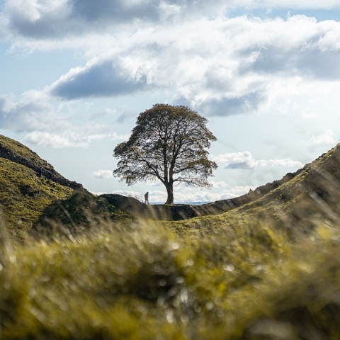 Δέντρο και άνθρωπος