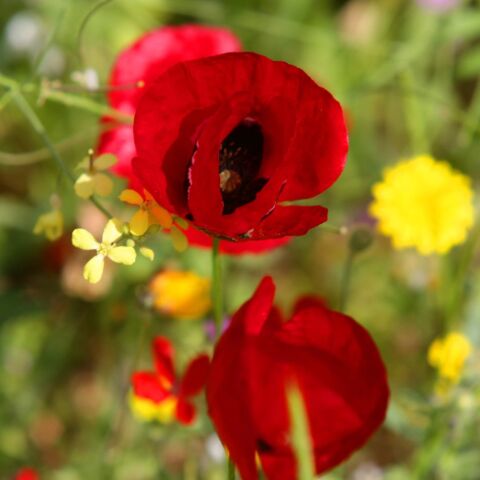 Παπαρούνες και μαργαρίτες για το μαγιάτικο στεφάνι
