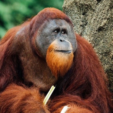 ουρακοτάγκος