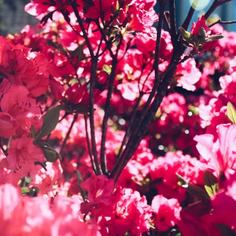 Εορτολόγιο: Σήμερα 11 Μαΐου 2024 γιορτάζει…