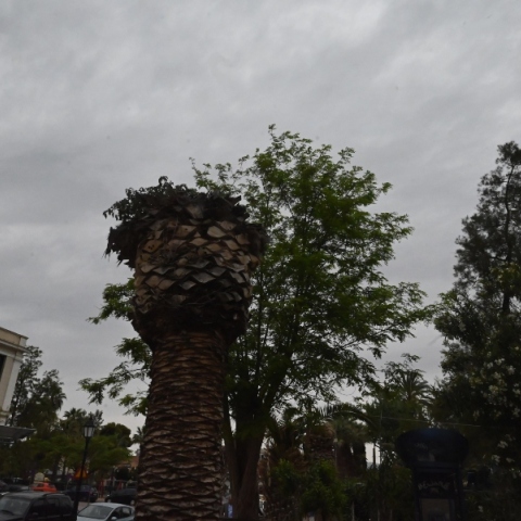 βουνα, ουρανός, δάσος, συννεφα