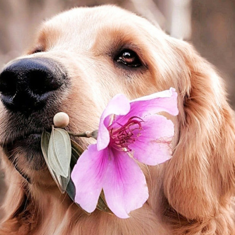 Πρωτοβουλία για λιγότερα αδέσποτα στην Ελλάδα