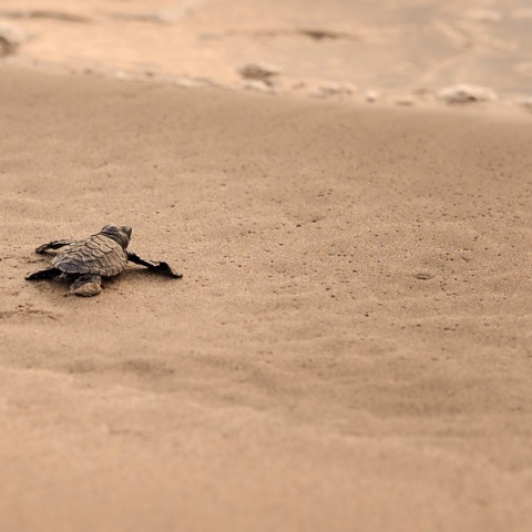Λόγω της Κλιματικής Αλλαγής, νωρίτερα από άλλες χρονιές η ωοτοκία για τις χελώνες καρέτα καρέτα 