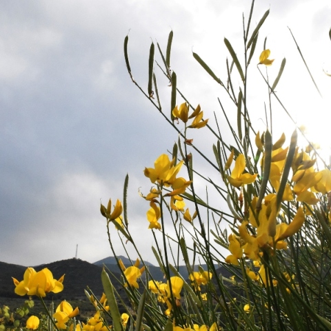 Γενικά αίθριος θα είναι ο καιρός αύριο Σάββατο με αραιές νεφώσεις και τοπικές βροχές