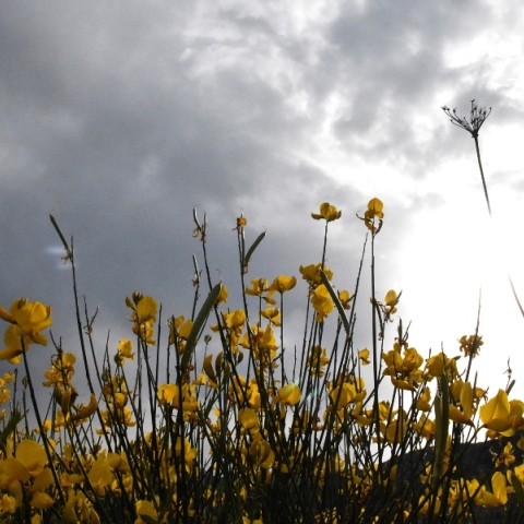 κιτρινα λουλουδια, ουρανος, συννεφα