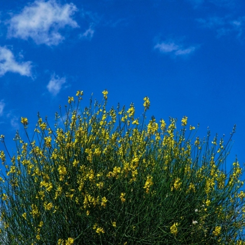κιτρινα λουλουδια, ουρανος, συννεφα