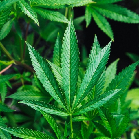 Μαριχουάνα