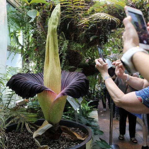 Πλήθη συρρέουν στο Βέλγιο για τον «Φαλλό του Τιτάνα», ένα γιγάντιο λουλούδι που ανθίζει μια φορά για τουλάχιστον τρία χρόνια για λίγες ώρες