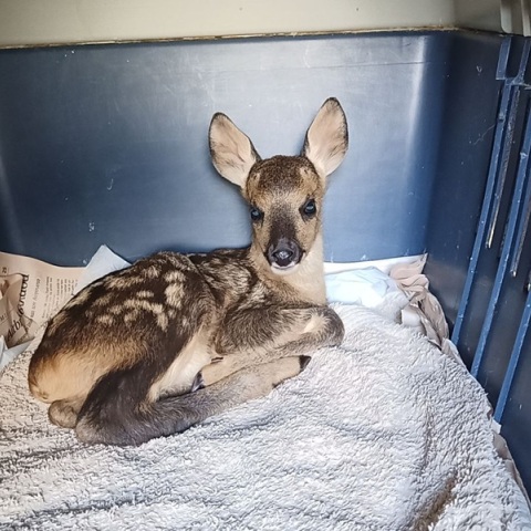 Ζαρκαδάκια θα λάβουν τις απαραίτητες θεραπείες για να επιστρέψουν στη φύση