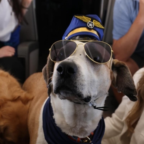 σκυλος, γυαλια, καπελο, αεροπλανο