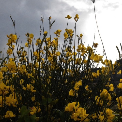 κιτρινα λουλουδια, ουρανος, συννεφα