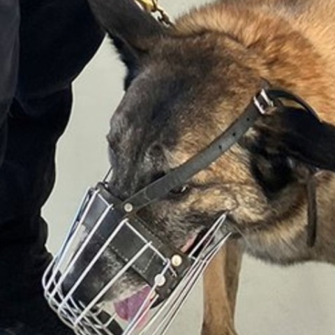 Η «Σκαρ» θα συνδράμει στις έρευνες για τον εντοπισμό του Michael Mosley