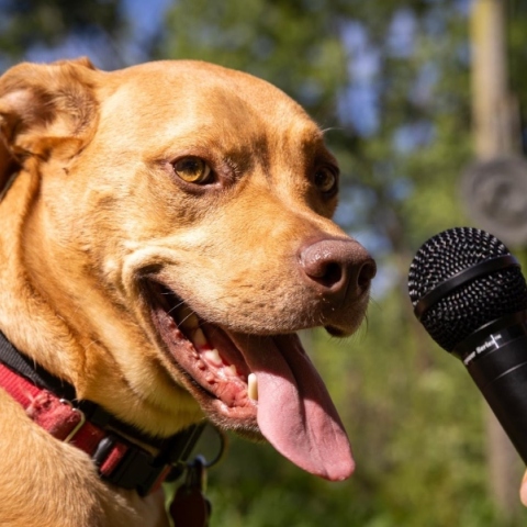 σκυλος, μικροφωνο, χερι