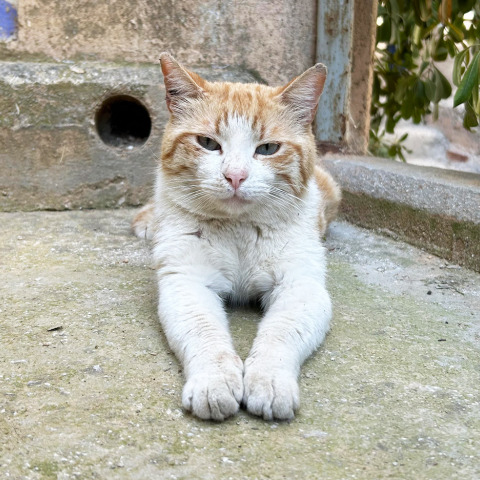 Αδέσποτες γάτες 