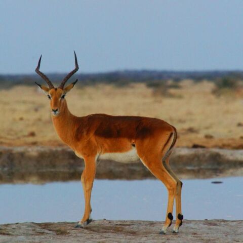 Αντιλόπη: Πνίγηκε από πλαστικό καπάκι και πέθανε σε ζωολογικό κήπο