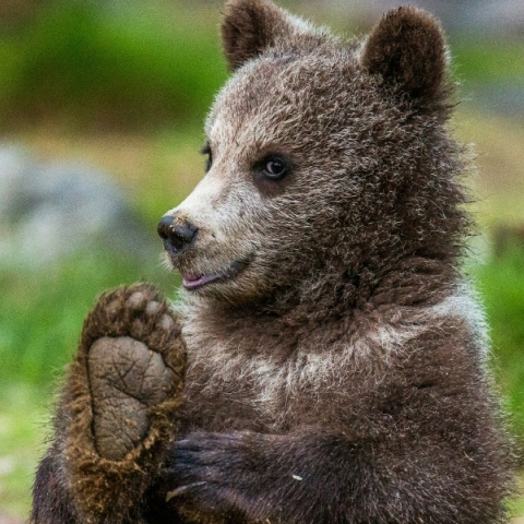 Καστοριά: Αρκουδάκι απεγκλωβίστηκε από προαύλιο χώρο ξενοδοχείου