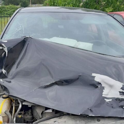 Καστοριά: Νεκρή αρκούδα 300 κιλών σε σύγκρουση με αυτοκίνητο