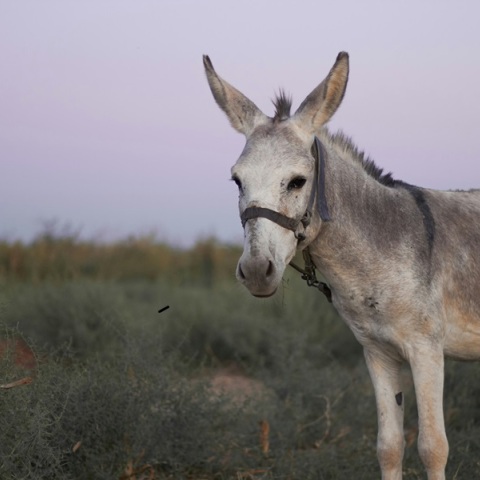Γαϊδουράκι το 'σκασε και ζει ελεύθερο στη φύση με ένα κοπάδι ελάφια