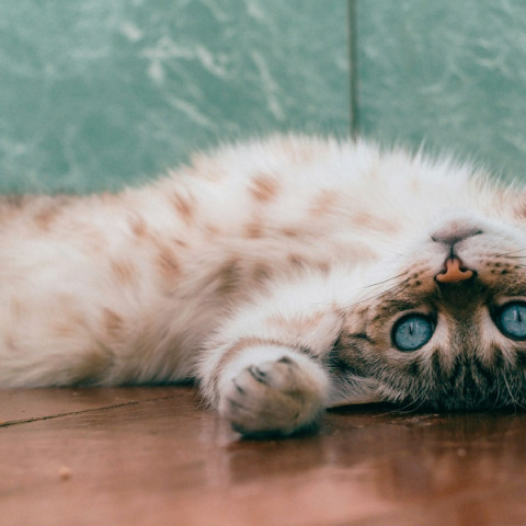 6 λόγοι που οι γάτες που νιαουρίζουν η μία στην άλλη