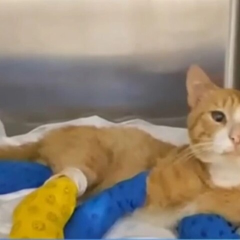 Θεσσαλονίκη: Γατάκι βρέθηκε με κομμένα τα τρία πόδια του