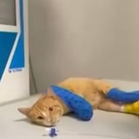 Ήφαιστος: Το γατάκι που υπέστη ακρωτηριασμούς θα λάβει προσθετικά μέλη