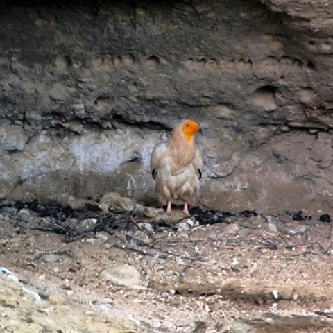 Γεννήθηκε για πρώτη φορά μετά από 6 χρόνια Ασπροπάρης στα Μετέωρα 