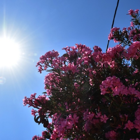 Ηλιοφάνεια με λίγες νεφώσεις θα έχει ο καιρός την Πέμπτη - Τους 37 °C θα αγγίξει ο υδράργυρος