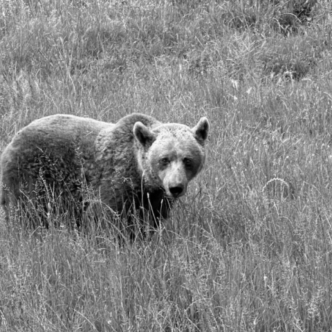αρκουδα, δασος