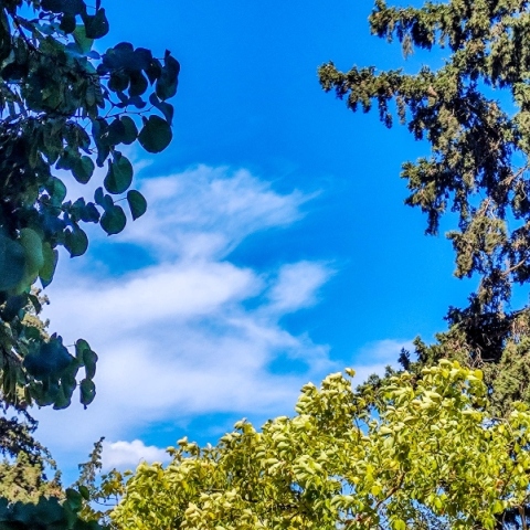 ουρανος, συννεφα, δεντρα