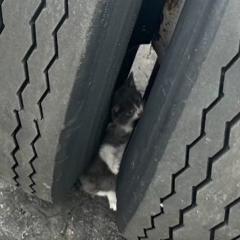 Παγιδευμένο γατάκι διασώθηκε ανάμεσα στα λάστιχα φορτηγού