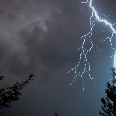 κεραυνος, δεντρα