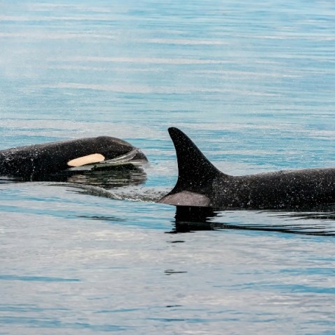 2 ορκες, θαλασσα