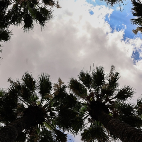 δεντρα, ουρανος, συννεφα