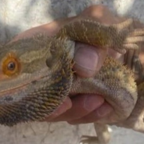 Θεσσαλονίκη: Γενειοφόρος «δράκος» σουλατσάρει στους δρόμους της πόλης (video)