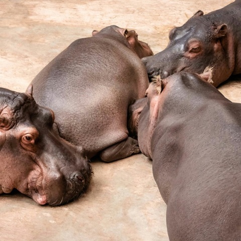 Πετάνε οι ιπποπόταμοι; «Ναι» λένε οι ερευνητές και αναλύουν τον τρόπο