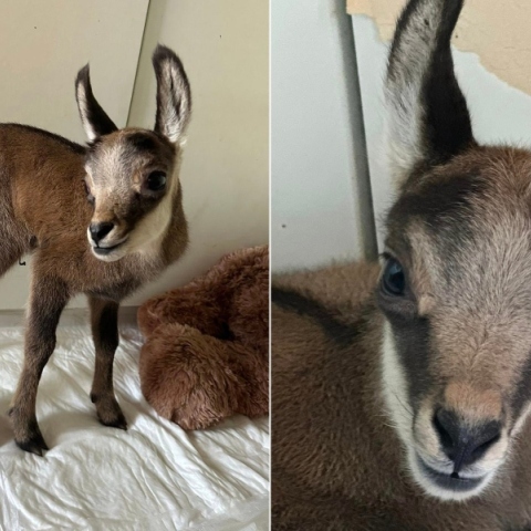 μικρο κατσικακι