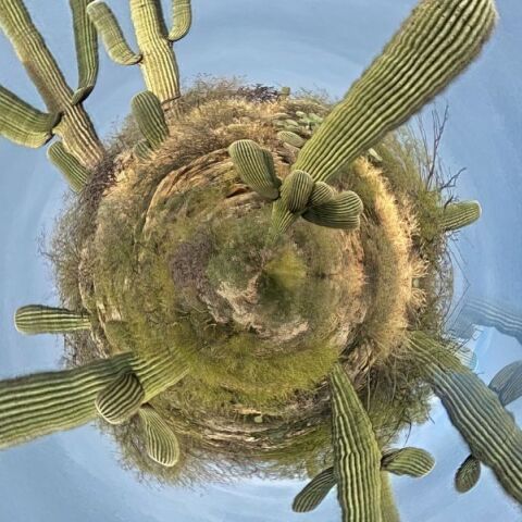 Κάκτοι με μπλε φόντο, που μοιάζουν με νησίδα στη θάλασσα