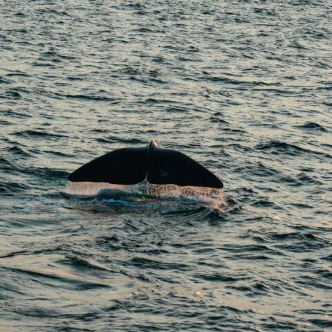 οι επιστήμονες τονίζουν ότι δεν υπάρχει κανένας οριστικός λόγος πίσω από το φαινόμενο