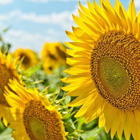 Εορτολόγιο: Σήμερα 13 Ιουλίου 2024 γιορτάζει…