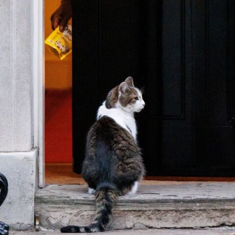Λάρι ο Γάτος: Αποκτά παρέα στην Ντάουνινγκ Στριτ 