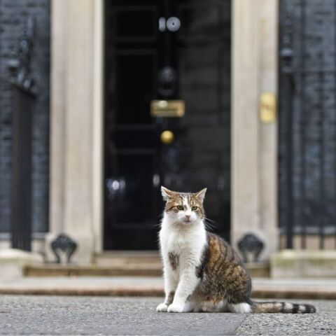 O Larry έξω από την Ντάουνινγκ Στριτ