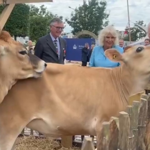 «Παιχνιδιάρικες» αγελάδες καβάλησαν η μία την άλλη μπροστά στη βασίλισσα Καμίλα (Βίντεο)