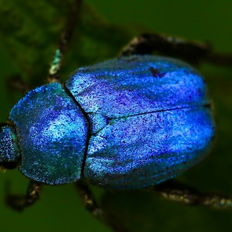 Κλιματική αλλαγή: Πώς επηρεάζει τα χρώματα και τη σεξουαλική ζωή των εντόμων